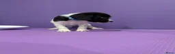 Sprocker dogs for sale: ⭐️ STUNNING SPROCKERS F1 ⭐️ - Advert 15