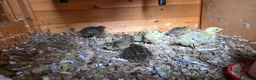 Mixed Breed birds for sale: Quails - Advert 6