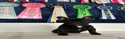 French Bulldog dogs for sale: 🏆Frenchbulldog pups🏆 - Advert 3