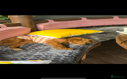 Pomapoo dogs for sale: 4 Beautiful Puppies - 3 Boys🩵 - 1 Girl🩷  - Image 11