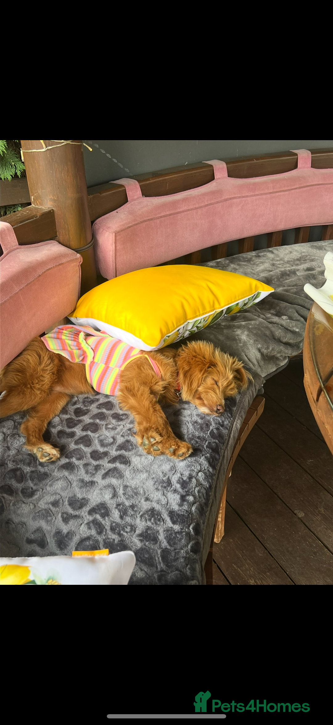 Pomapoo dogs for sale: 4 Beautiful Puppies - 3 Boys🩵 - 1 Girl🩷  - Image 11
