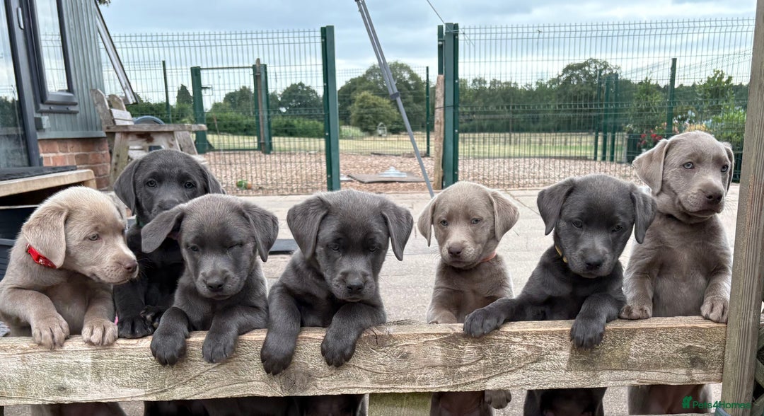 Weimaraner Grey Labrador Retriever Silver Labrador Dog Difference