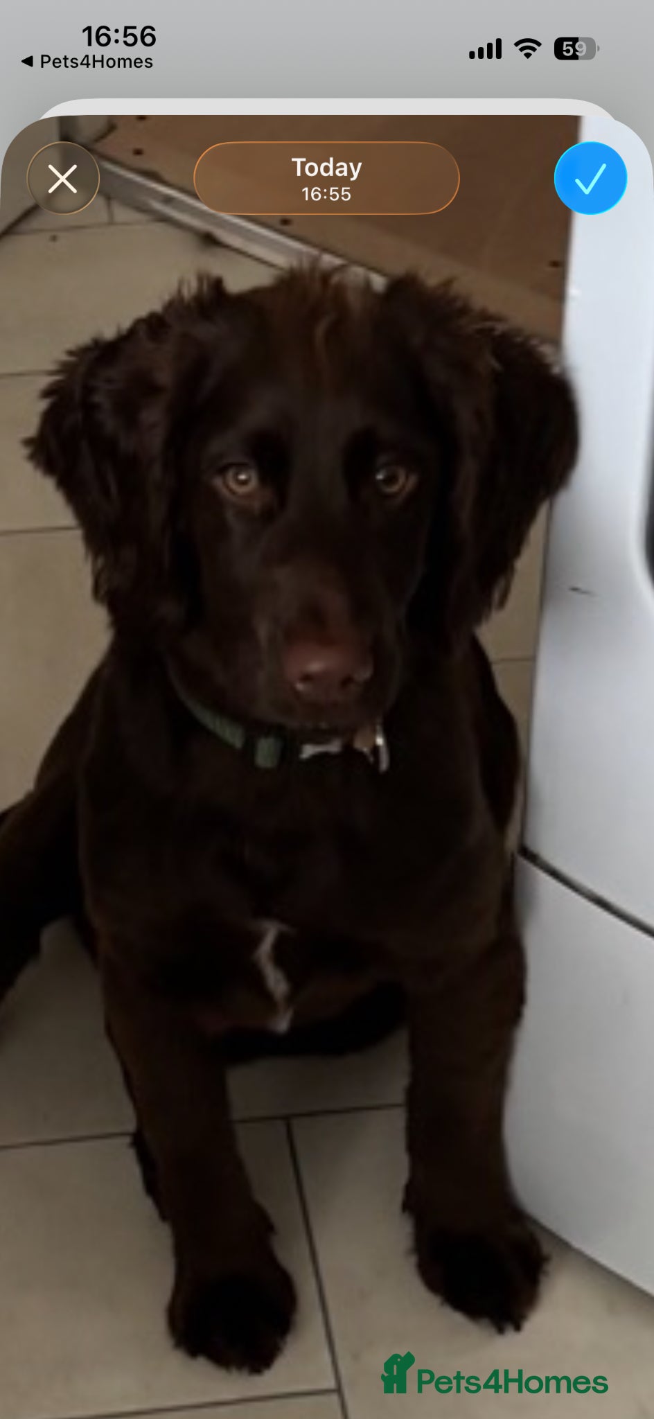 Cocker Spaniel dogs Bertie - Advert 16