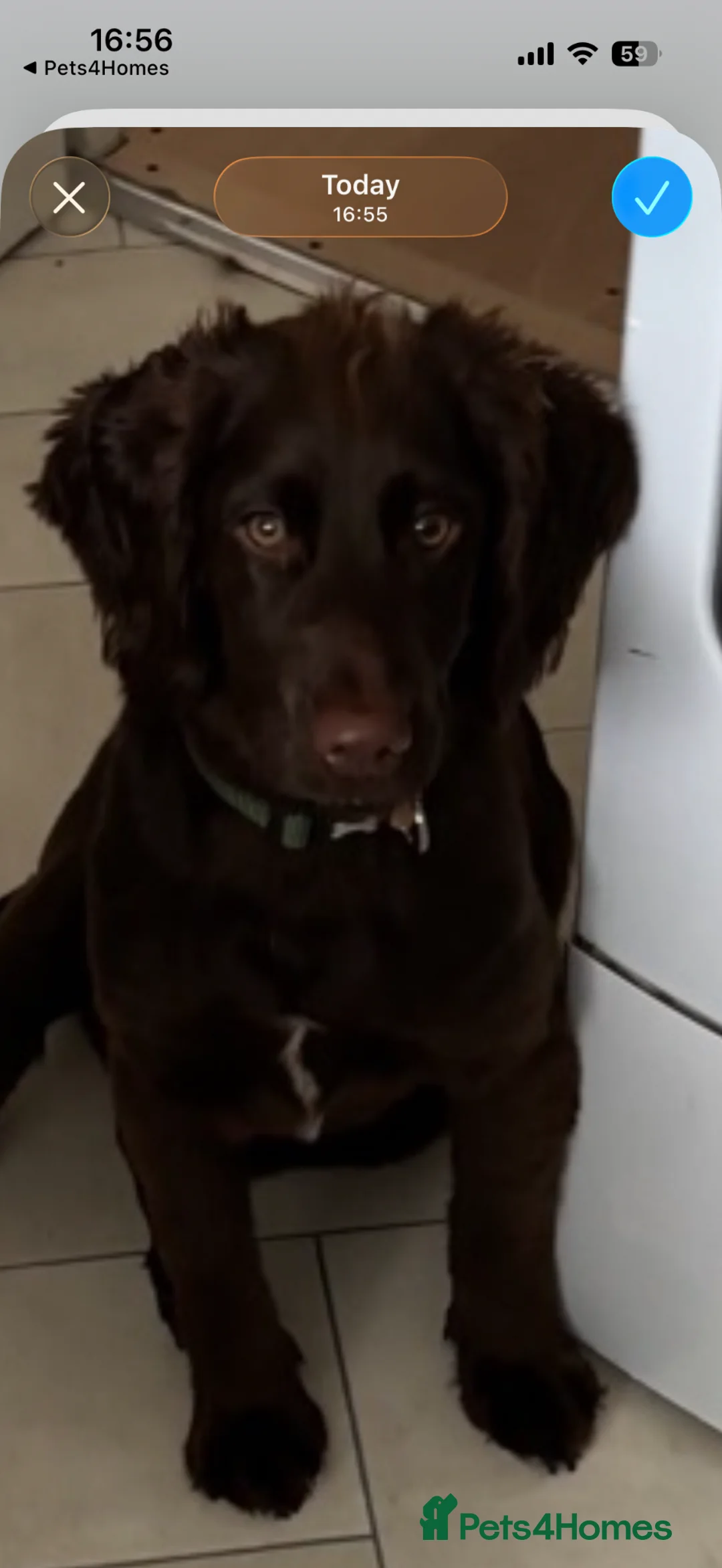 Cocker Spaniel dogs for sale: Bertie - Advert 1