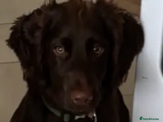 Cocker Spaniel dogs Bertie - Advert 16