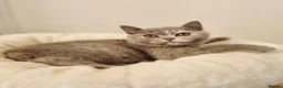 British Shorthair cats for sale: British Shorthair Blue Tortie Female Available  - Advert 9