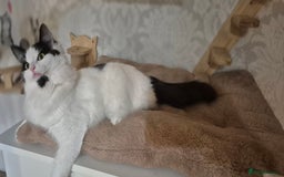 Munchkin cats for sale: Pedigree Munchkin kittens  - Image 32