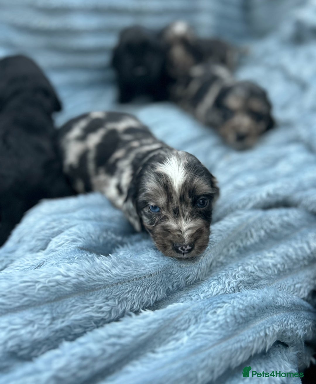 Cocker Spaniel dogs for sale: Stunning and unique puppies, DNA health tested - Advert 7
