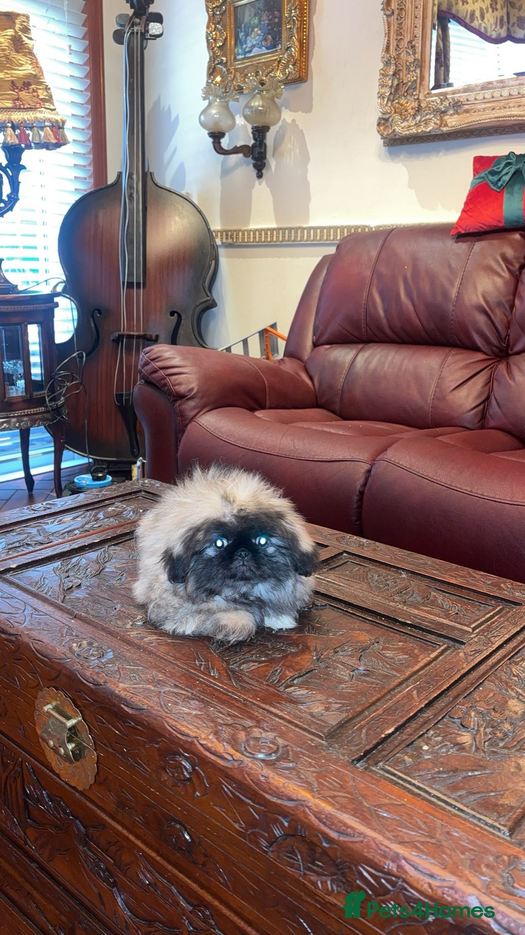 Pekingese dogs for sale: Stunning Pekingese puppies  - Advert 7