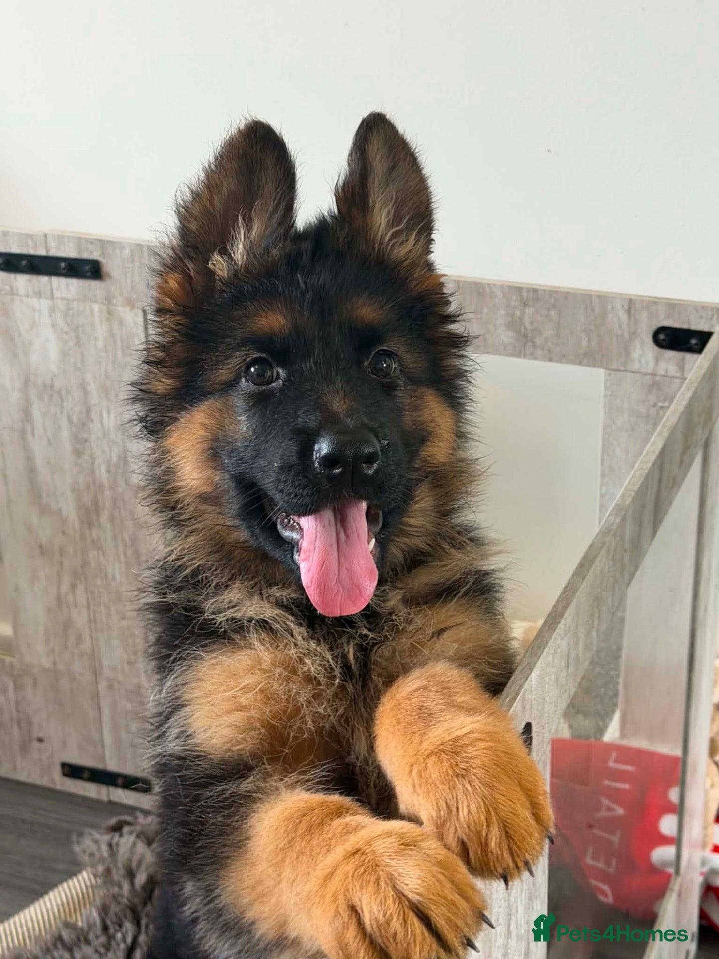 German Shepherd dogs German Shepard 1 pup left! - Advert 11