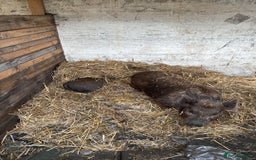 Pig livestock for sale: Mini pigs  - Image 6