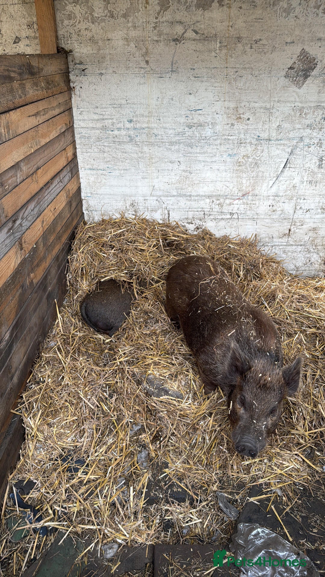 Pig livestock for sale: Mini pigs  - Image 6