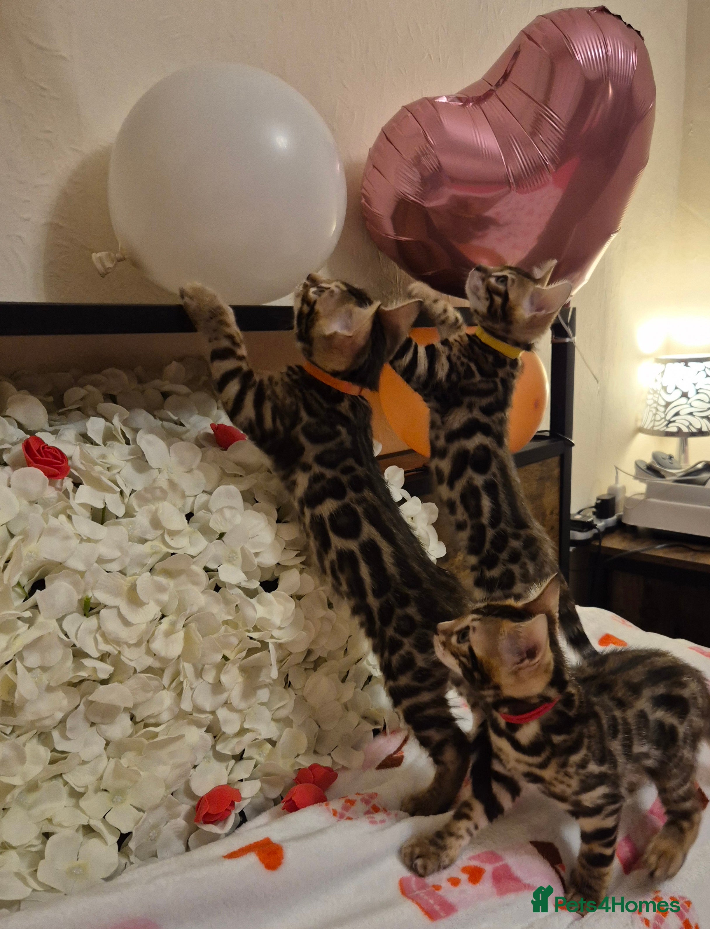 Bengal cats Bengal Kittens-Reservations Now Open  - Advert 4