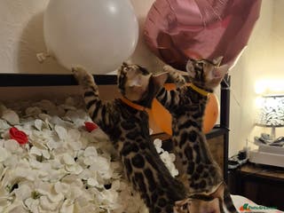 Bengal cats Bengal Kittens-Reservations Now Open - Advert 4