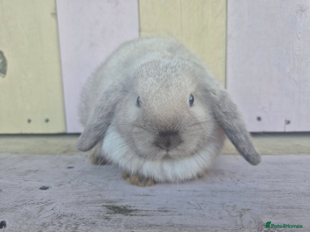 Mini Lop rabbits for sale: 💙 Beautiful and friendly mini lop boys 💙 - Advert 17