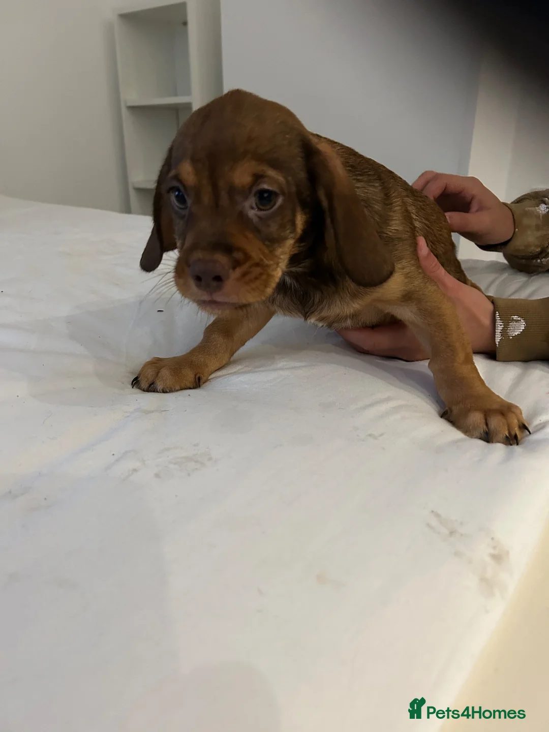 Mixed Breed dogs for sale: Cute playful crazy pups in Coventry - Advert 1