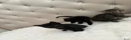 Mixed Breed cats for sale: 3 Beautiful Black Girl Kittens - Advert 9