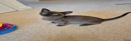 Burmese cats for sale: Stunning Pedigree Burmese Kittens - Advert 7