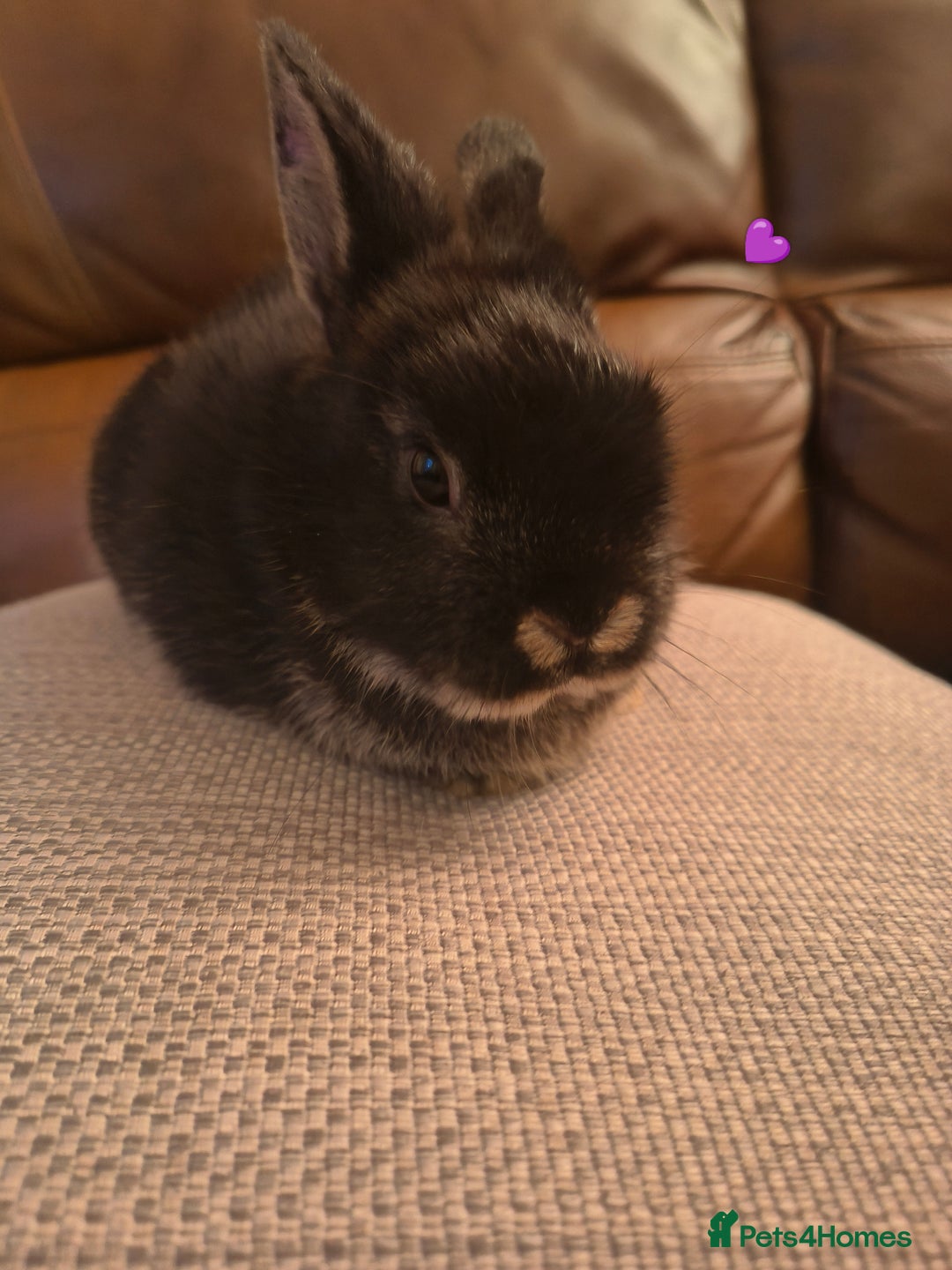 Mixed Breed rabbits for sale: Adorable Baby Bunnies Looking for Loving Homes 🐇 - Advert 4