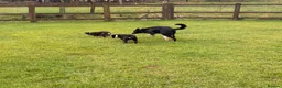 Border Collie dogs for sale: Gorgeous border collie puppies for sale  - Advert 22