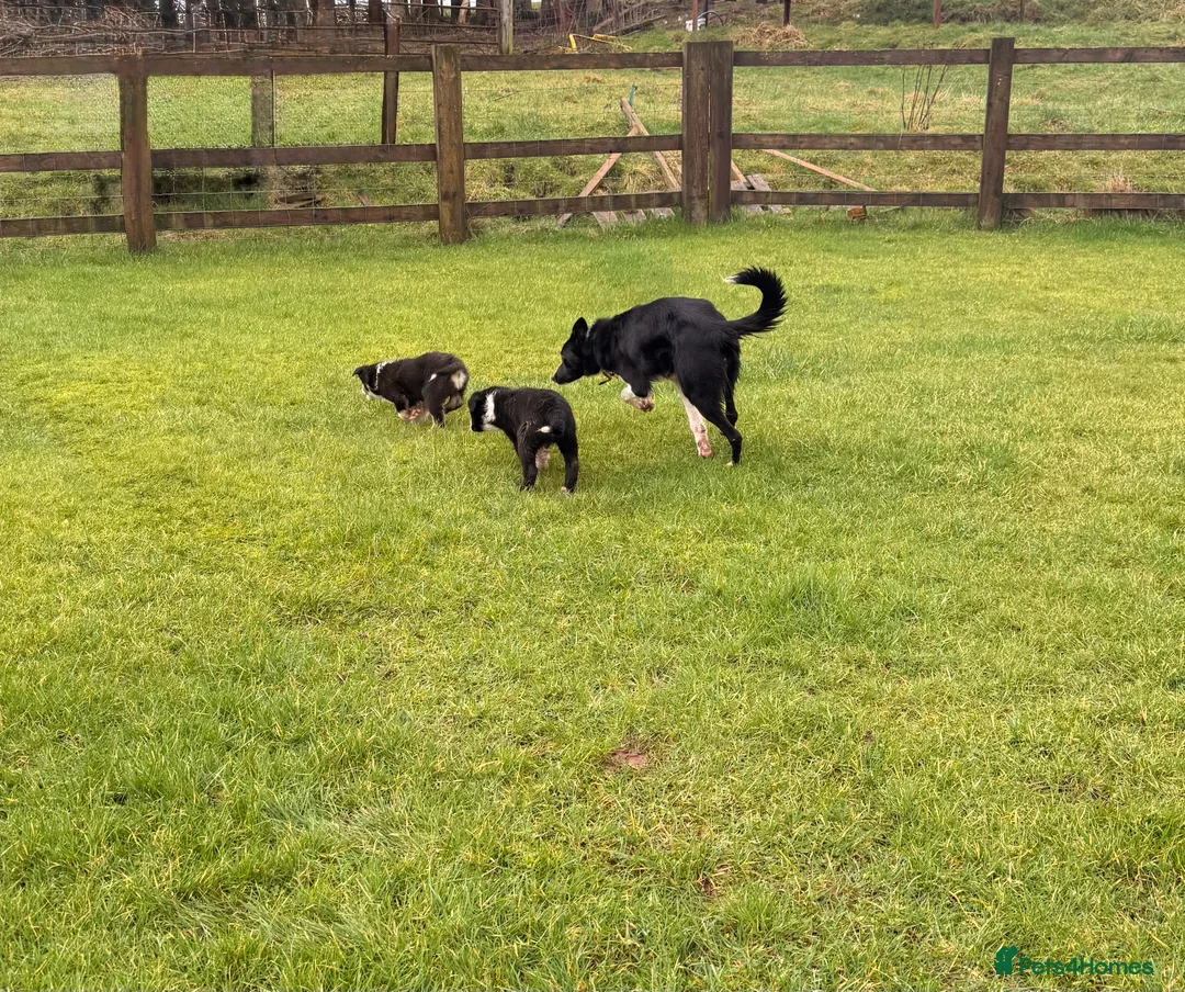 Border Collie dogs for sale: Gorgeous border collie puppies for sale  - Advert 22
