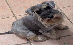 Miniature Schnauzer dogs for sale: Beautiful Pepper+Salt Boys - Image 27