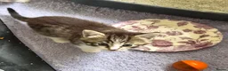 Mixed Breed cats for sale: Adorable kittens for sale  - Advert 3