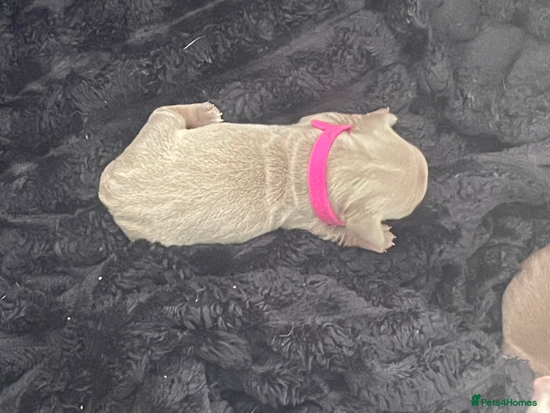 Dachshund dogs for sale: Mini Dachshunds 2 weeks old - Image 8