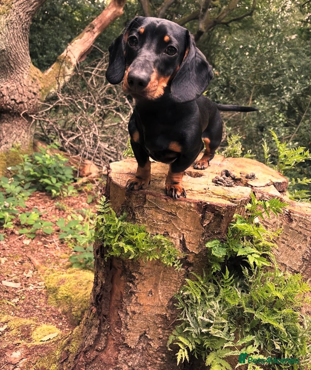 Miniature Dachshund dogs for sale: Miniature dachshund for sale  - Advert 4