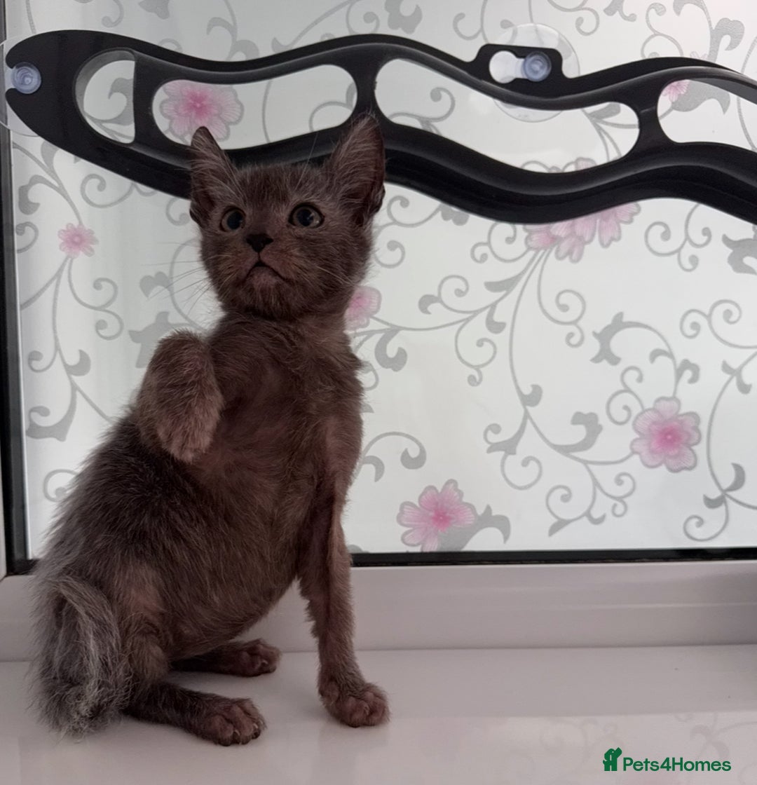 Lykoi cats for sale: Adorable Lykoi Kittens  - Advert 7