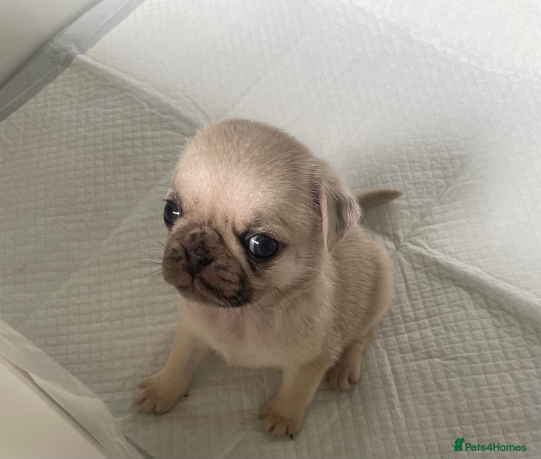 Pug dogs for sale: Pug Puppies  - Image 29