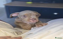 American Bully dogs for sale: American pocket bullys - Image 14