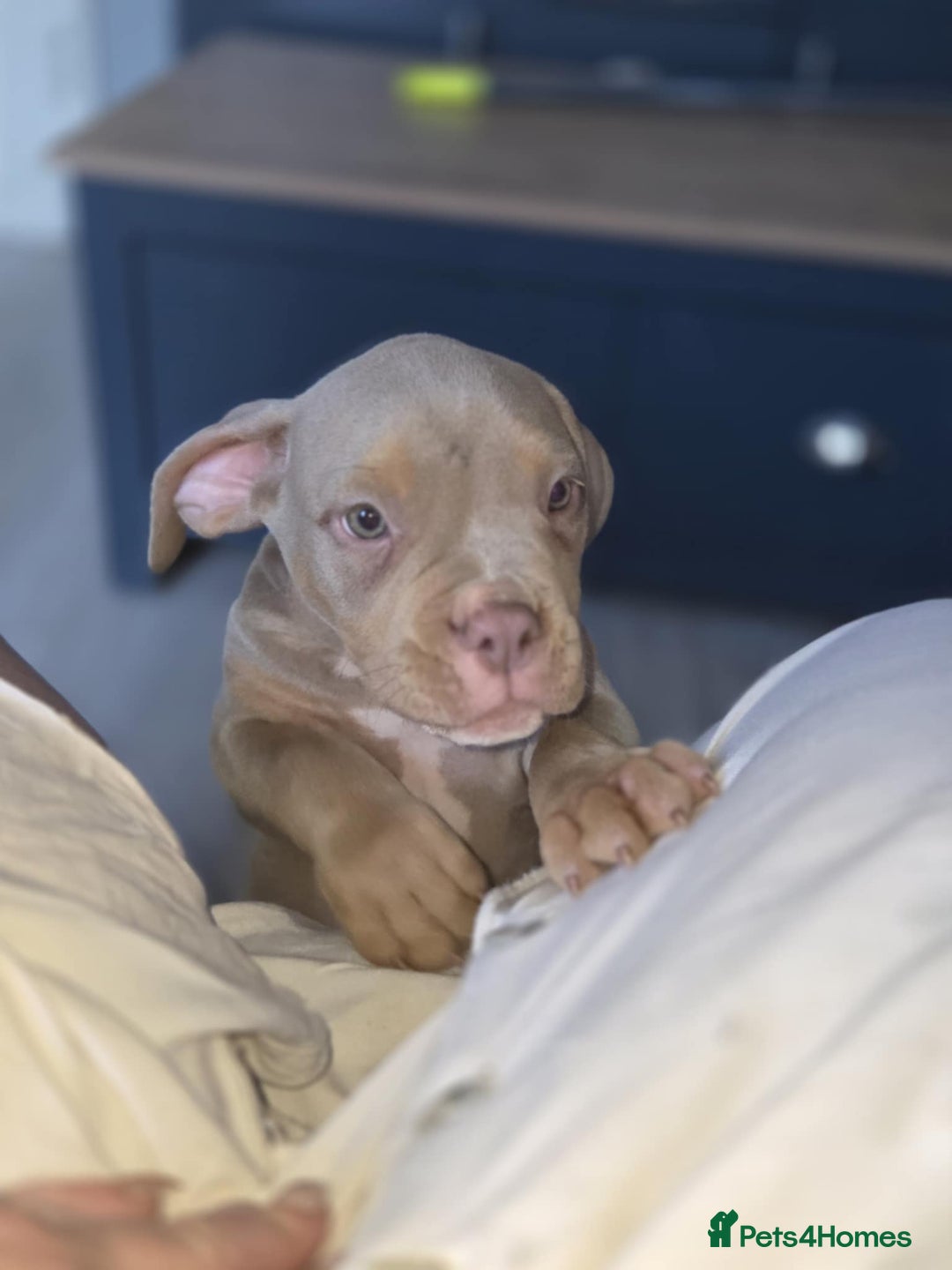 American Bully dogs for sale: American pocket bullys - Image 14
