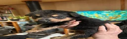 Mixed Breed dogs for sale: Rottweiler X German Shepherd Puppies  in Bristol - Advert 41