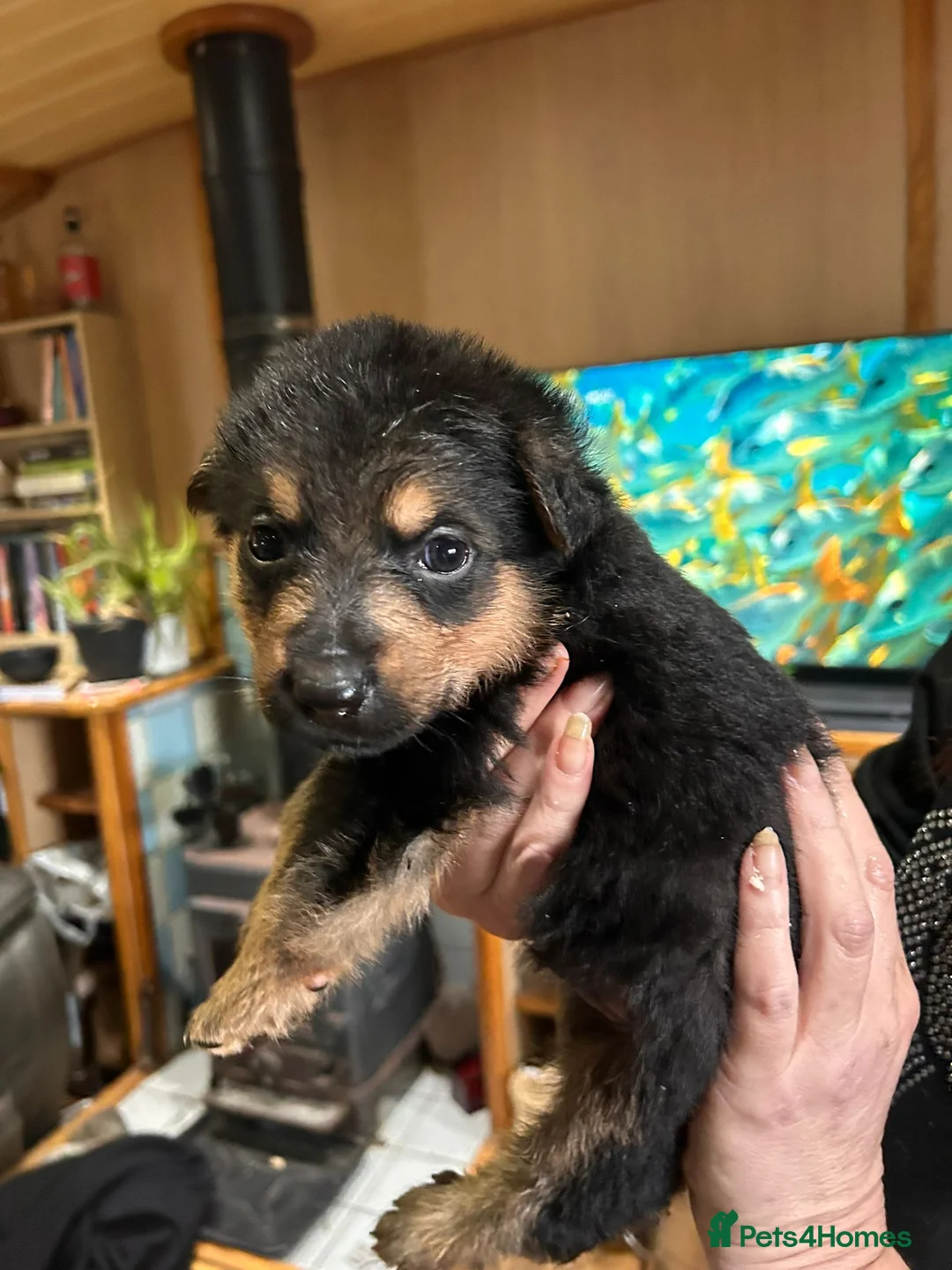 Mixed Breed dogs for sale: Rottweiler X German Shepherd Puppies  in Bristol - Advert 41