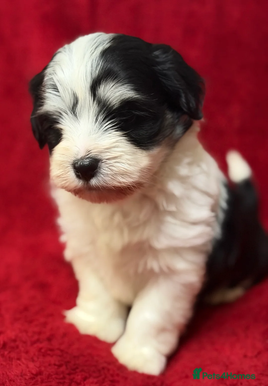 Havanese dogs for sale: ***Beautiful Havanese Puppies *** - Advert 15