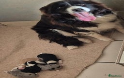 Border Collie dogs for sale: Quality Show Line KC Border Collie Champion🩸🧬 - Image 5