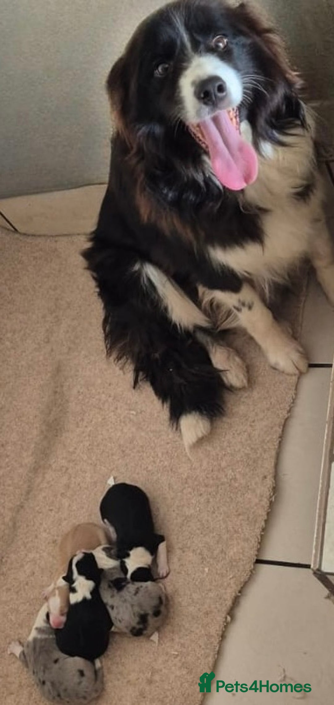 Border Collie dogs for sale: Quality Show Line KC Border Collie Champion🩸🧬 - Image 5