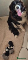 Border Collie dogs - Advert 7