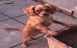 Cavapoochon dogs for sale: Cavapoochon boy  - Image 5