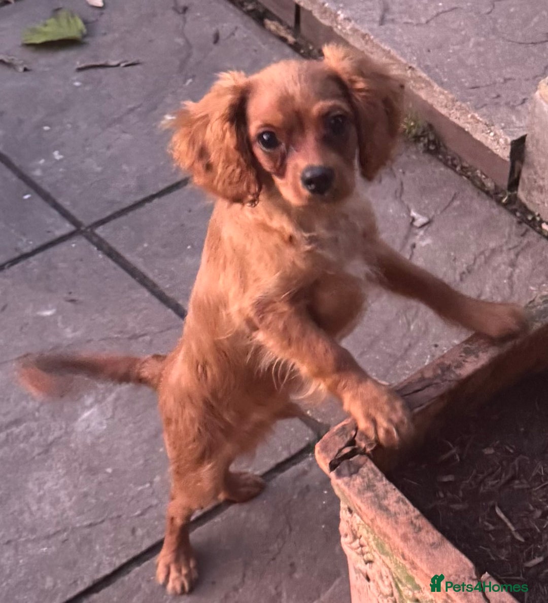 Cavapoochon dogs for sale: Cavapoochon boy  - Image 5