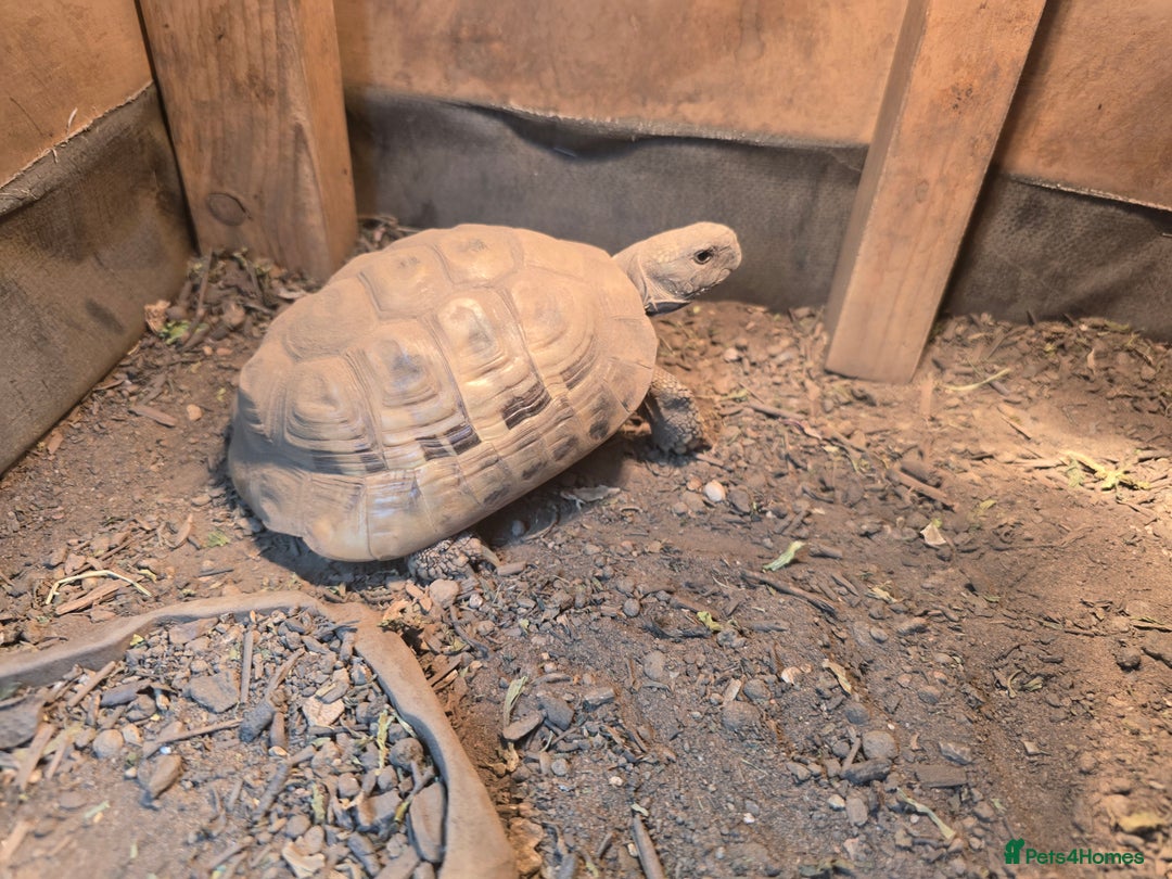 Tortoise reptiles for sale: 3 year old lovely Tortoise with all equipment  - Image 2