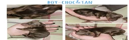 Miniature Dachshund dogs for sale: 7 miniature dachshund puppies  - Advert 19