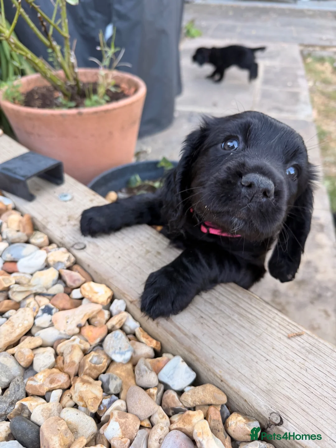 Cocker Spaniel dogs for sale: Working Cocker Girls x3 in Hindhead - Advert 13