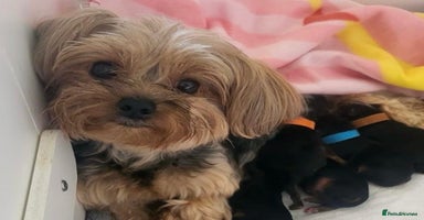 Yorkshire Terrier dogs - Advert 8