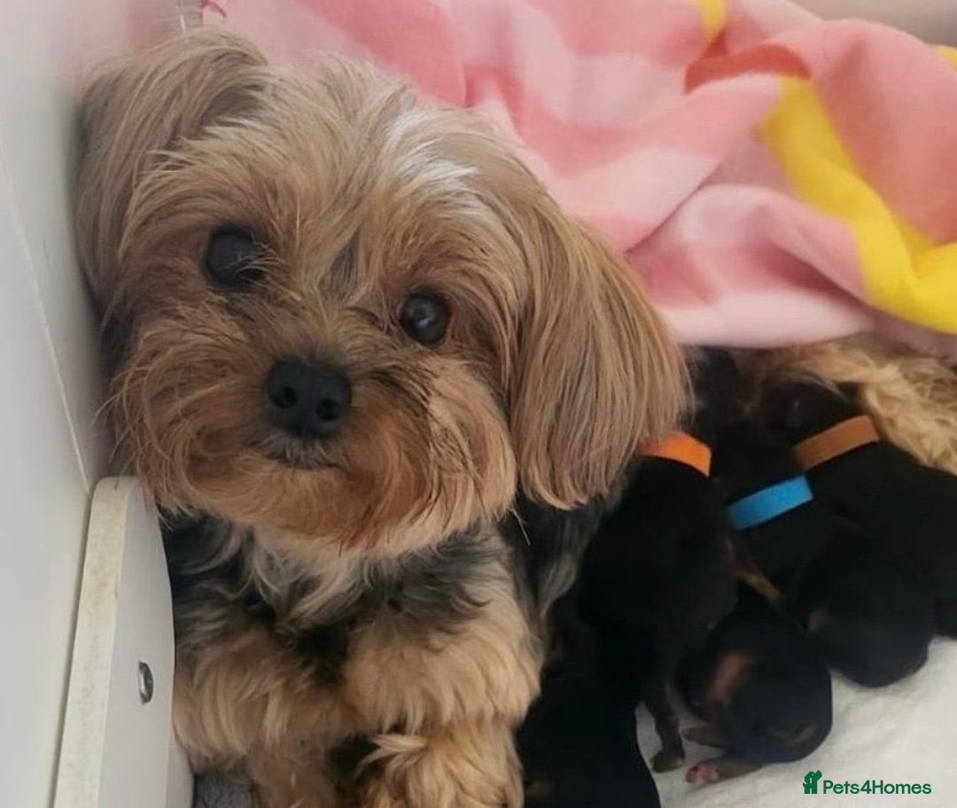 Yorkshire Terrier dogs for sale: Stunning Yorkshire Terrier puppies  - Image 5