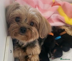 Yorkshire Terrier dogs - Advert 8