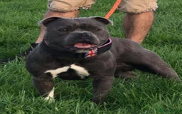 Staffordshire Bull Terrier dogs for sale: 🥨THE BEST OF BOTH WORLDS🥨 - Image 12