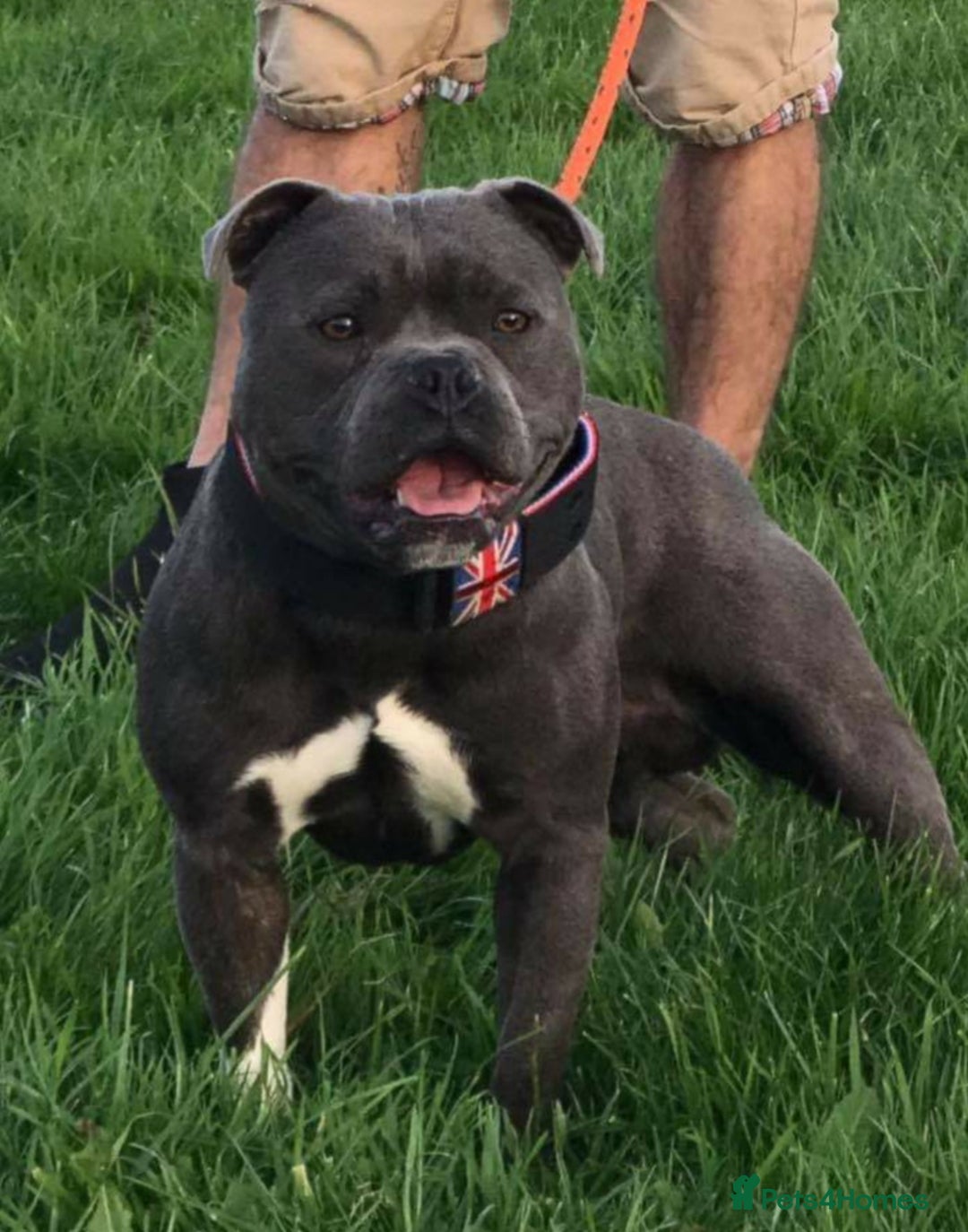Staffordshire Bull Terrier dogs for sale: 🥨THE BEST OF BOTH WORLDS🥨 - Image 12