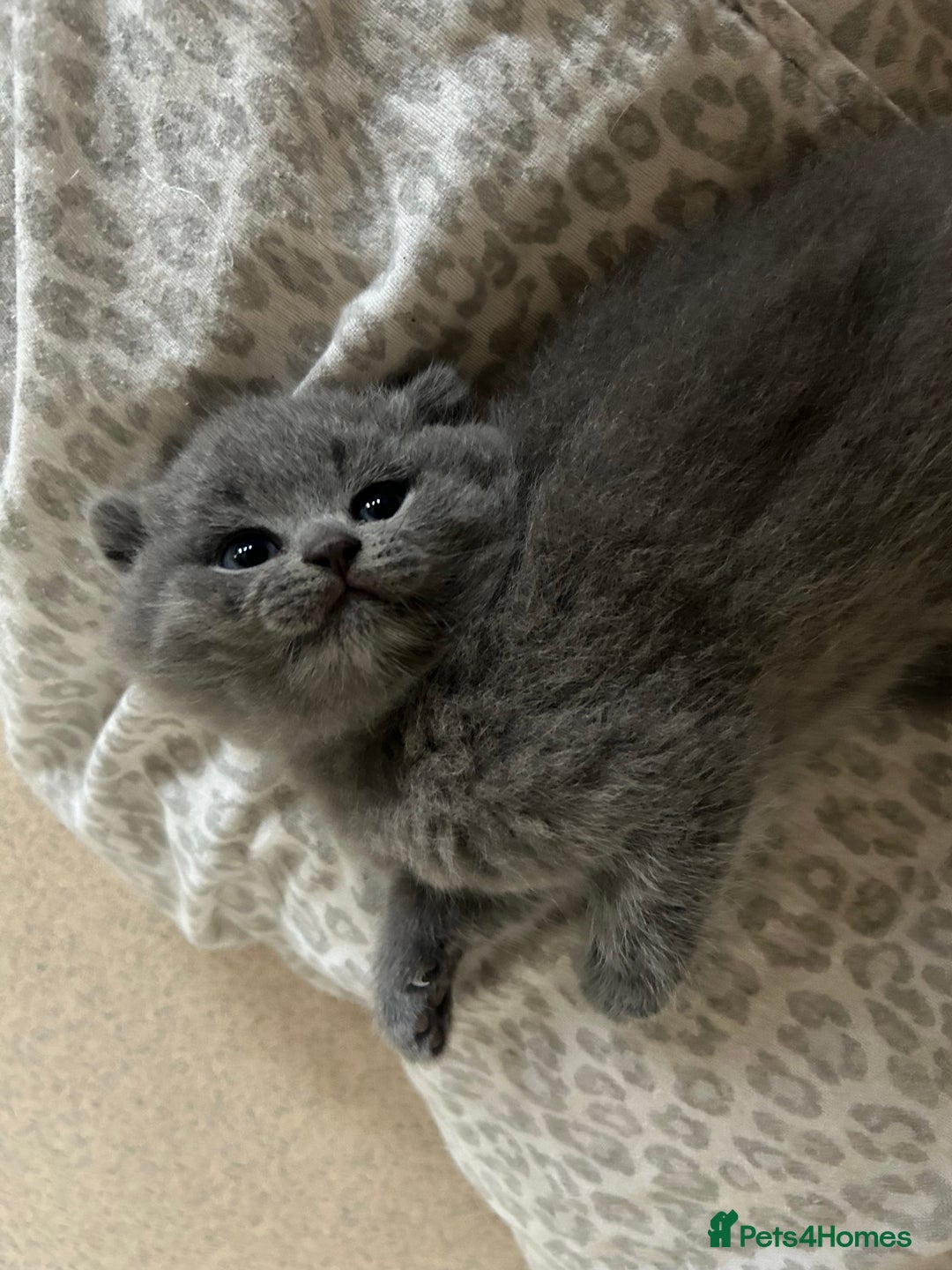 Scottish Fold cats for sale: Scottish fold kittens ready for reservation. - Image 5